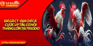 Đá Gà C1 - Địa Chỉ Cá Cược Uy Tín, Cơ Hội Thắng Lớn Tại 79sodo